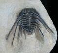 Leonaspis Trilobite With Long Occipital Spine #4242-2